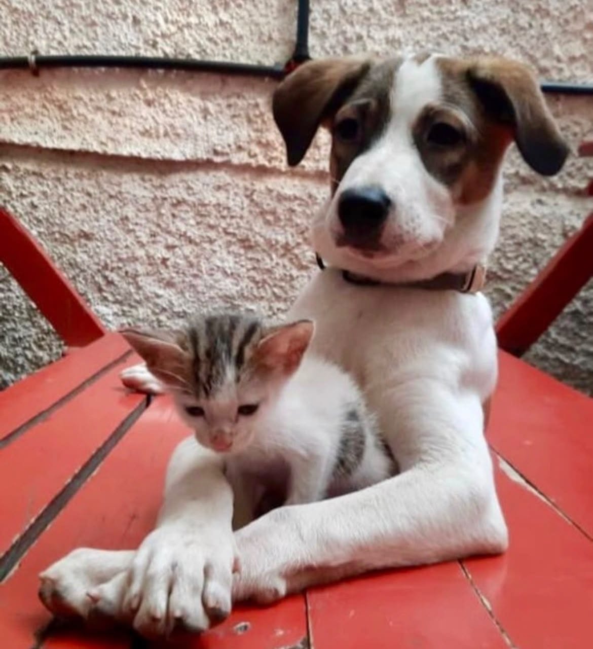 The studio dog and a kitten sharing a red chair